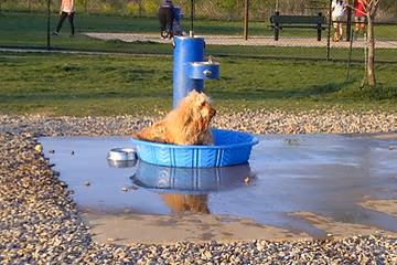 City of Irving Dog Park photo 1